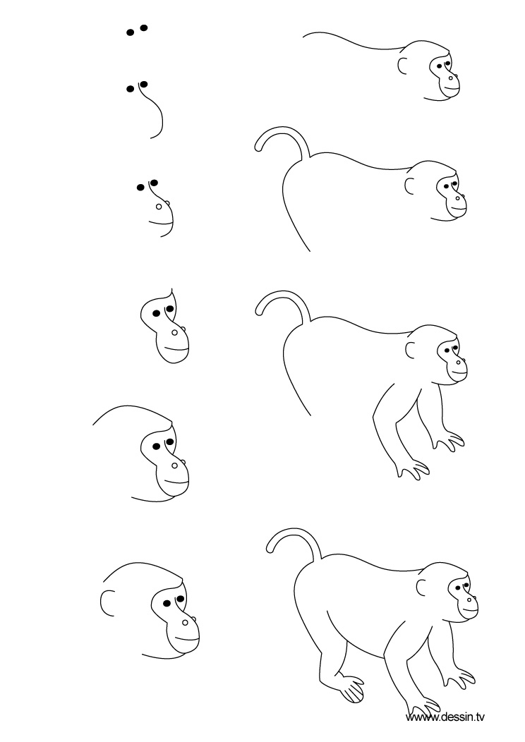 dessin singe