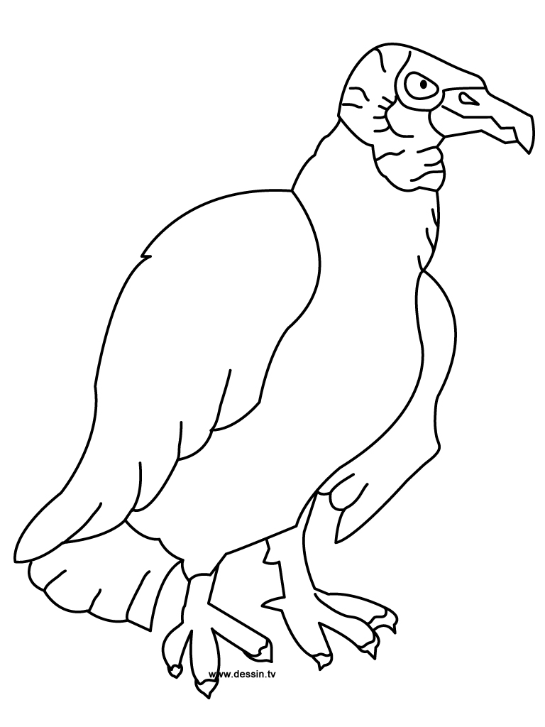 coloriage vautour