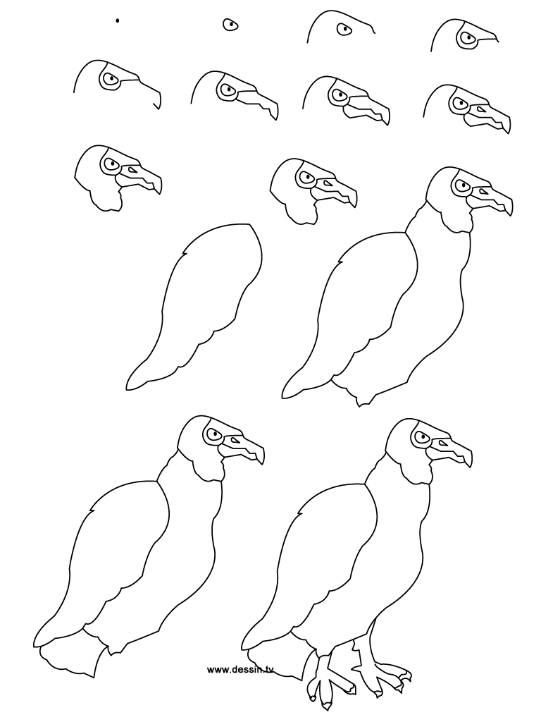 dessin vautour