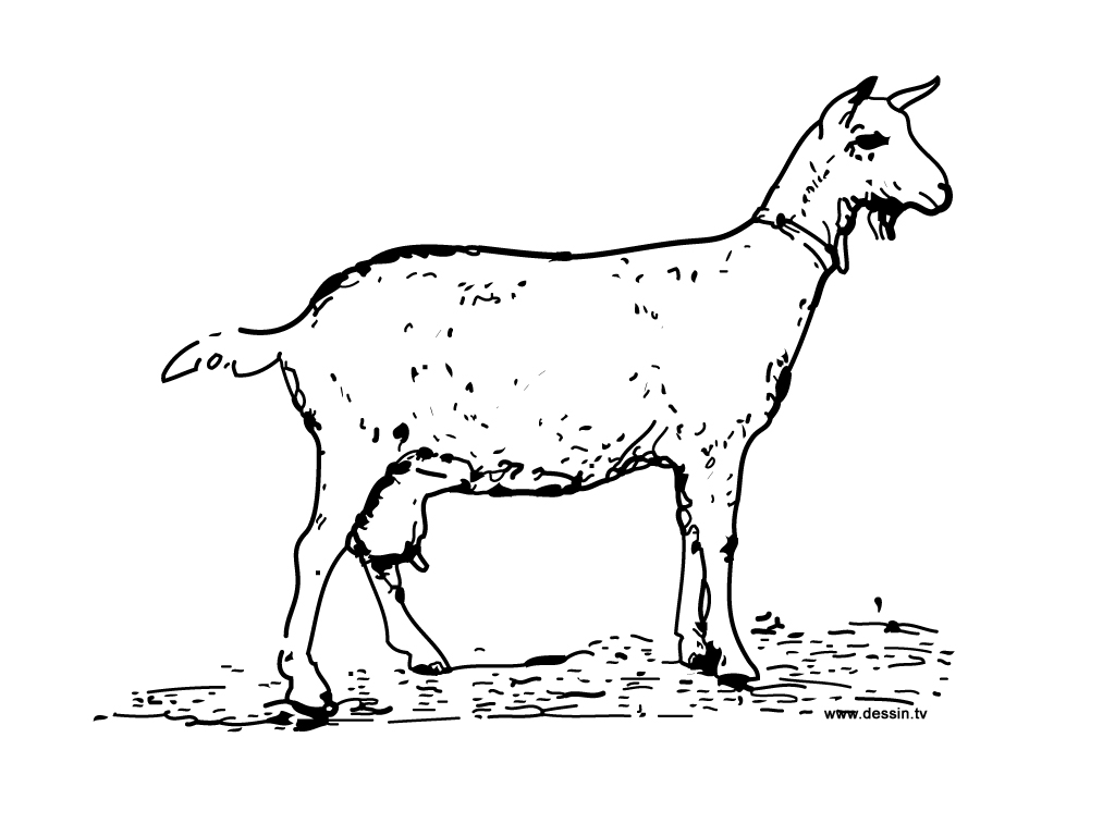 coloriage chèvre