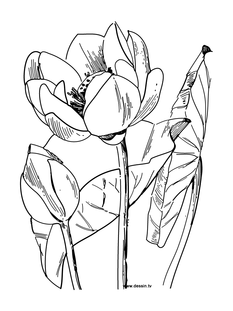 coloriage lotus