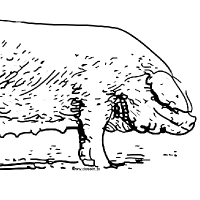 Coloriage cochon